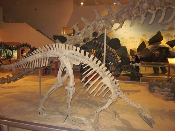 IMG 3723